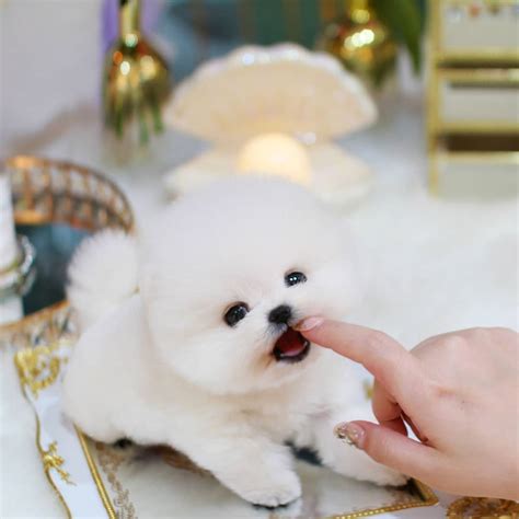Mini pomeranian for sale - 2 beautiful boys for sale. One is tiny with a teddybear face. The cutest little boy. Puppy 2 is already so loving and is getting lighter in colour each tiny. Both parents can be seen as they are our p... Pomeranian. Rated by puppies.co.uk. Donna shaw. £1,200.